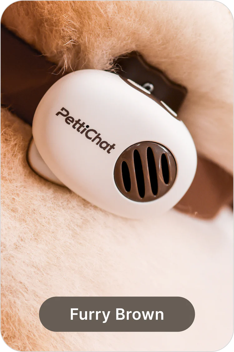PettiChat app features and setup