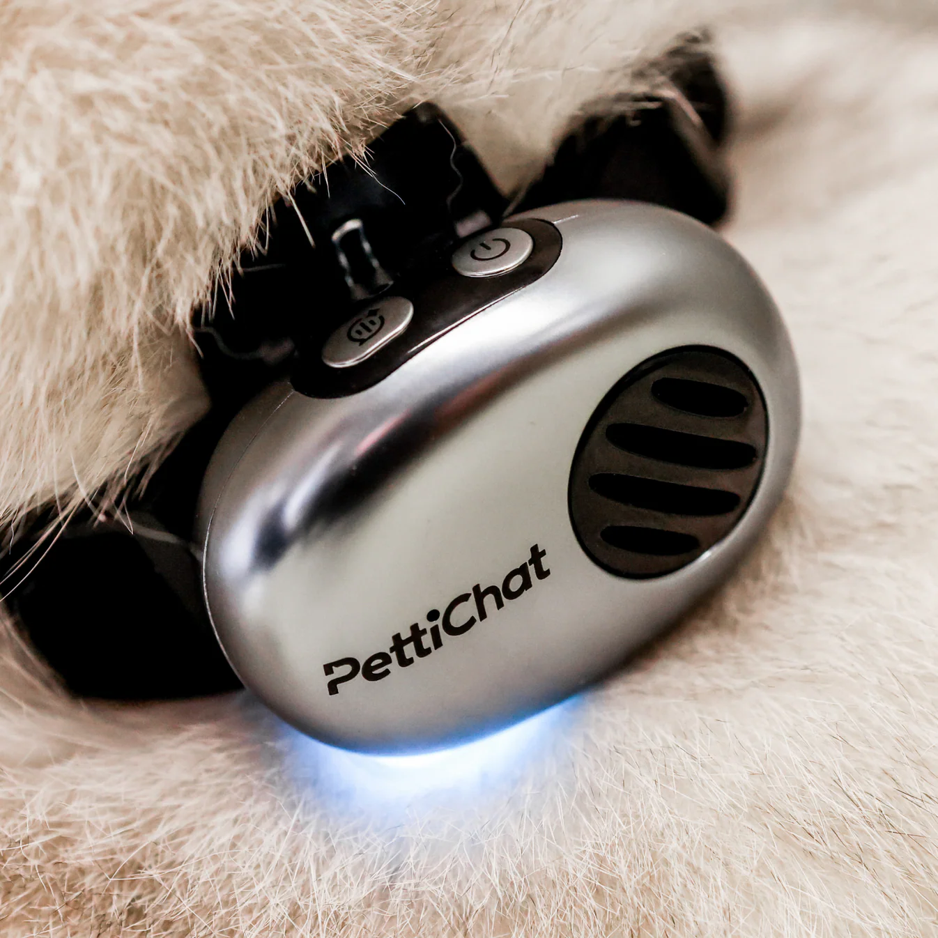 PettiChat app translation interface